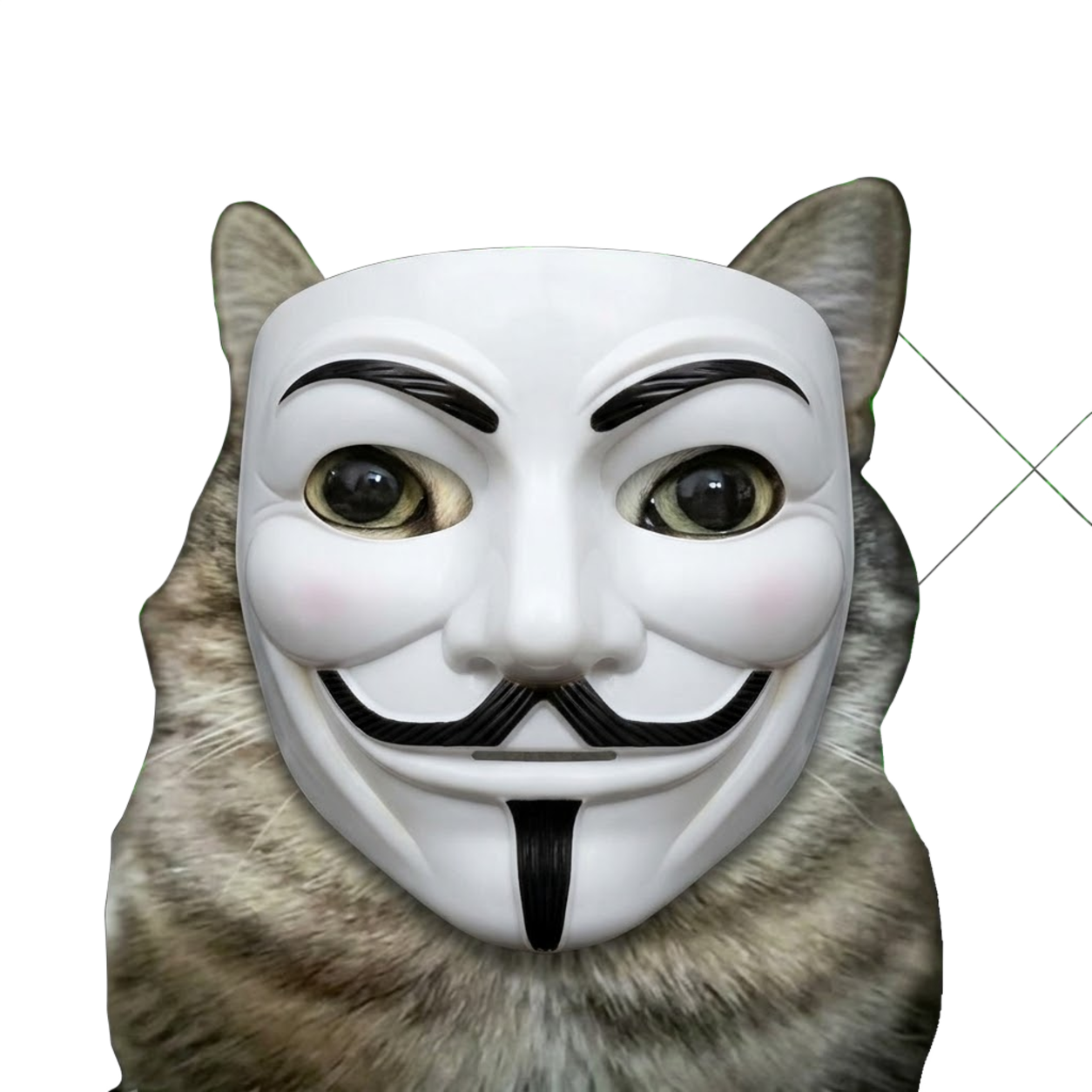 Unknown Cat wearing a mask